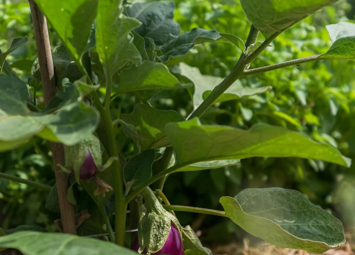 Ca Toresele Relais Osteria Garden Верона Отель